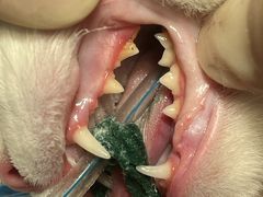 -贝康宠物医院·犬猫全科·小动物特色诊疗中心(东环路店)