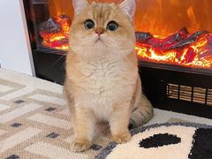 -东方名猫馆·英短金渐层布偶猫舍(环线广场1号楼店)