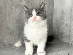 -小猫来了·猫舍(红山六九七九店)