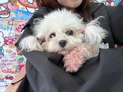 -汪说·狗咖(旺城大厦店)
