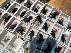 -中环花鸟鱼虫市场