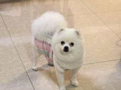 -辛巴宠物医疗中心·骨科·内分泌专科·心肾专科(亭林公园店)