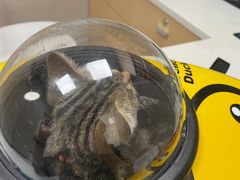 -瑞鹏宠物医院·超声·骨科·奇麟分院(蜀都万达店)