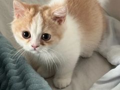 -lincat·猫舍(广州店)