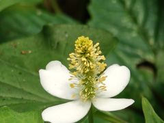 -素山寺森林公园