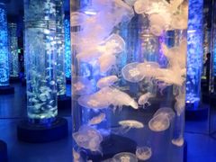 -梦幻海洋王国(吾悦广场张家港店)
