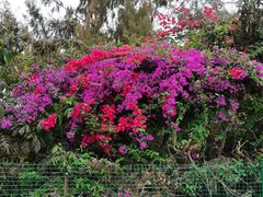 -北海金海湾红树林生态旅游区