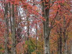 -白鹭湾湿地公园