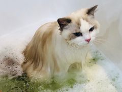 -momokira米努特·德文卷毛猫·棉花面纱犬