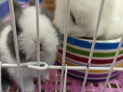 -钓仓鼠(洋桥北里小区店)