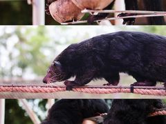 -清迈夜间动物园