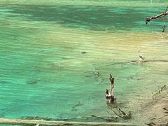 -九寨沟-树正沟