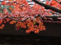 -醍醐寺