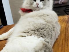 -蓝鲸·缅因猫舍