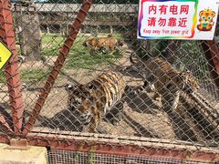 -横道河子东北虎林园