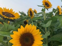 -瑶湖郊野森林公园