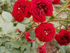 -人民公园(罗湖区)