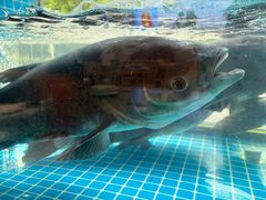 -浔味·山屿湖·正宗全鱼宴老字号