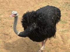 -西霞口神雕山野生动物世界