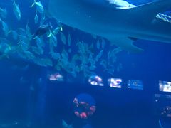 -烟台海昌鲸鲨海洋公园