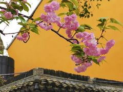-龙华寺