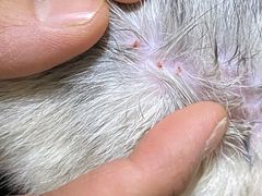 -菲尔斯特宠物医院