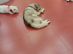 -和它·交个朋友·狗咖猫咖(爱琴海店)