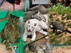 -西霞口神雕山野生动物世界