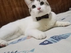 -lincat·猫舍(广州店)