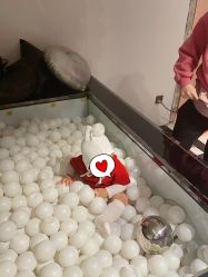 -花开映像儿童摄影