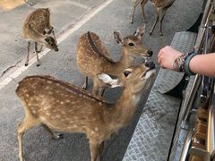 -清迈夜间动物园