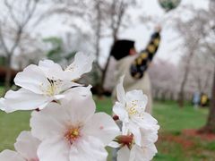 -顾村公园