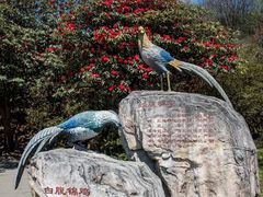 -贵州百里杜鹃风景名胜区