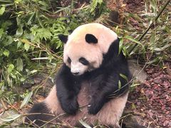 -都江堰中华大熊猫苑