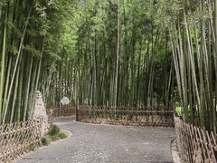 -陈家山荷花公园