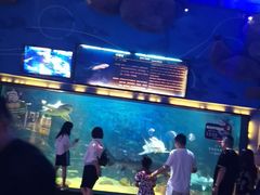 -烟台海昌鲸鲨海洋公园