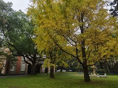 -叶叶菩提·晋福宫