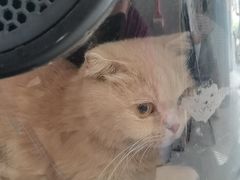 -瑞派福兴宠物医院犬猫全科·骨科·中西医结合(河东店)