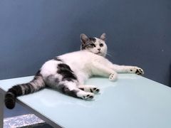 -喵的天空名猫咖啡馆·撸猫·猫舍·用品