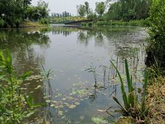 -东郊湿地公园
