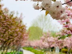 -大兴滨河森林公园