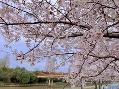 -高东镇樱花园