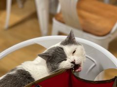 -Cappucimeow猫咪咖啡馆(韦伯时代店)