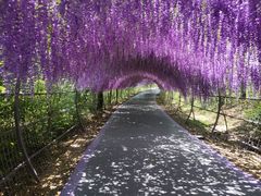 -大塘金香草谷