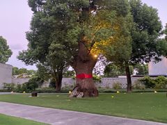 -养云安缦吧THE BAR