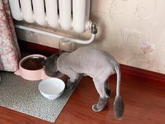 -沐沐家宠物(成寿寺店)