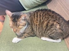 -御宝贝·A梦猫科宠物医院(国际猫友好医院)