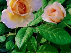 -人民公园(罗湖区)