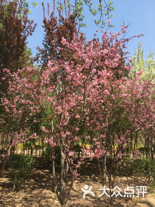 蘭州市植物園(西南門店))(西南門店))圖片 - 第8張