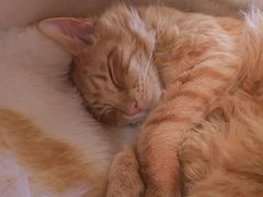 -藏猫猫咖啡主题馆(中央大道店)